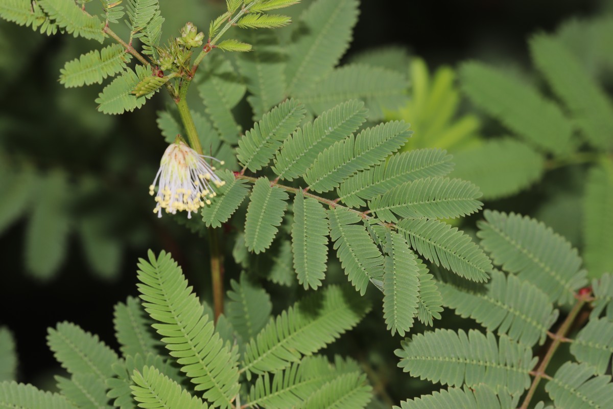 Desmanthus virgatus (L.) Willd.